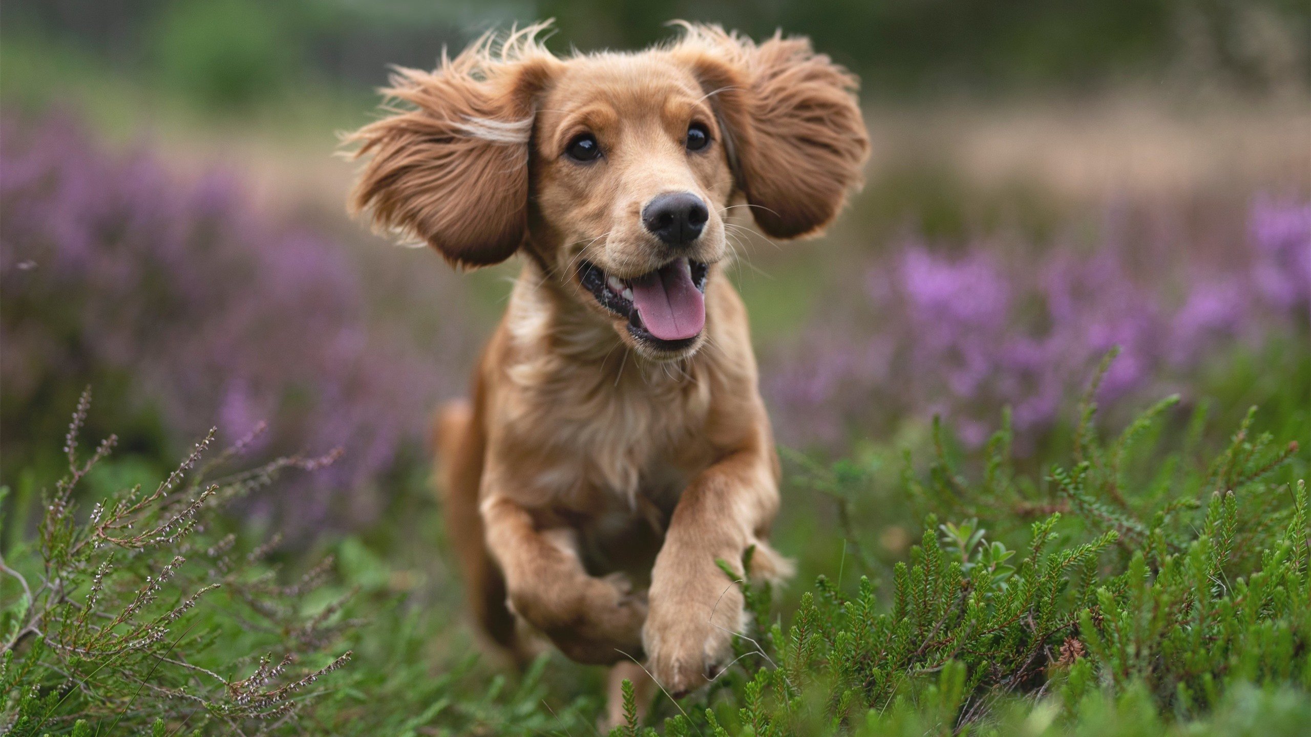 中超球队反击效率评分报告,足球反超