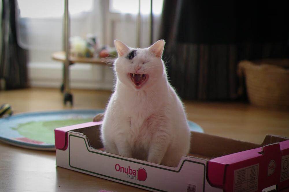 体育赛事合作媒体策略，体育赛事合作方案