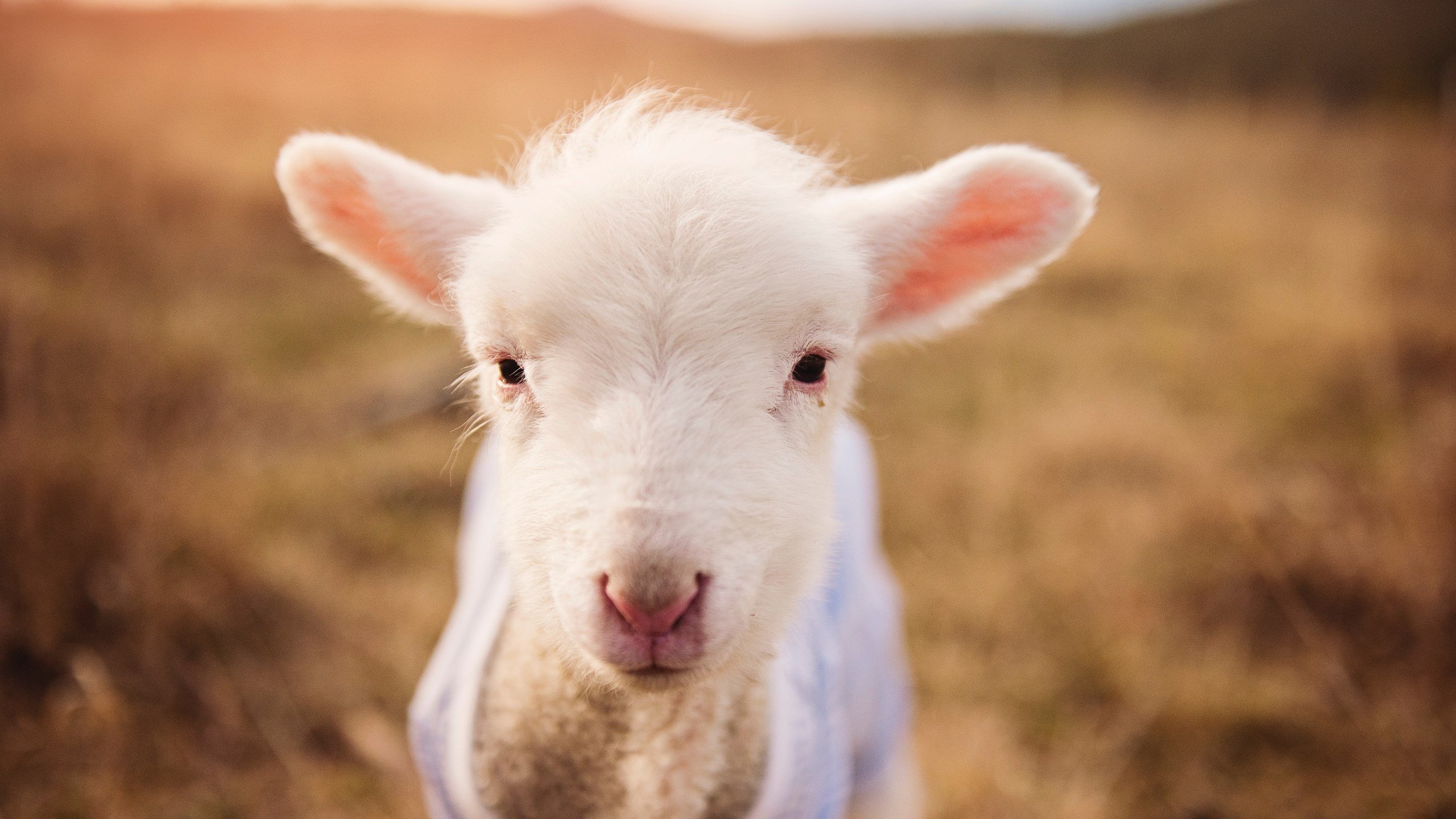 国足前锋射门位置倾向总结，国足 前锋