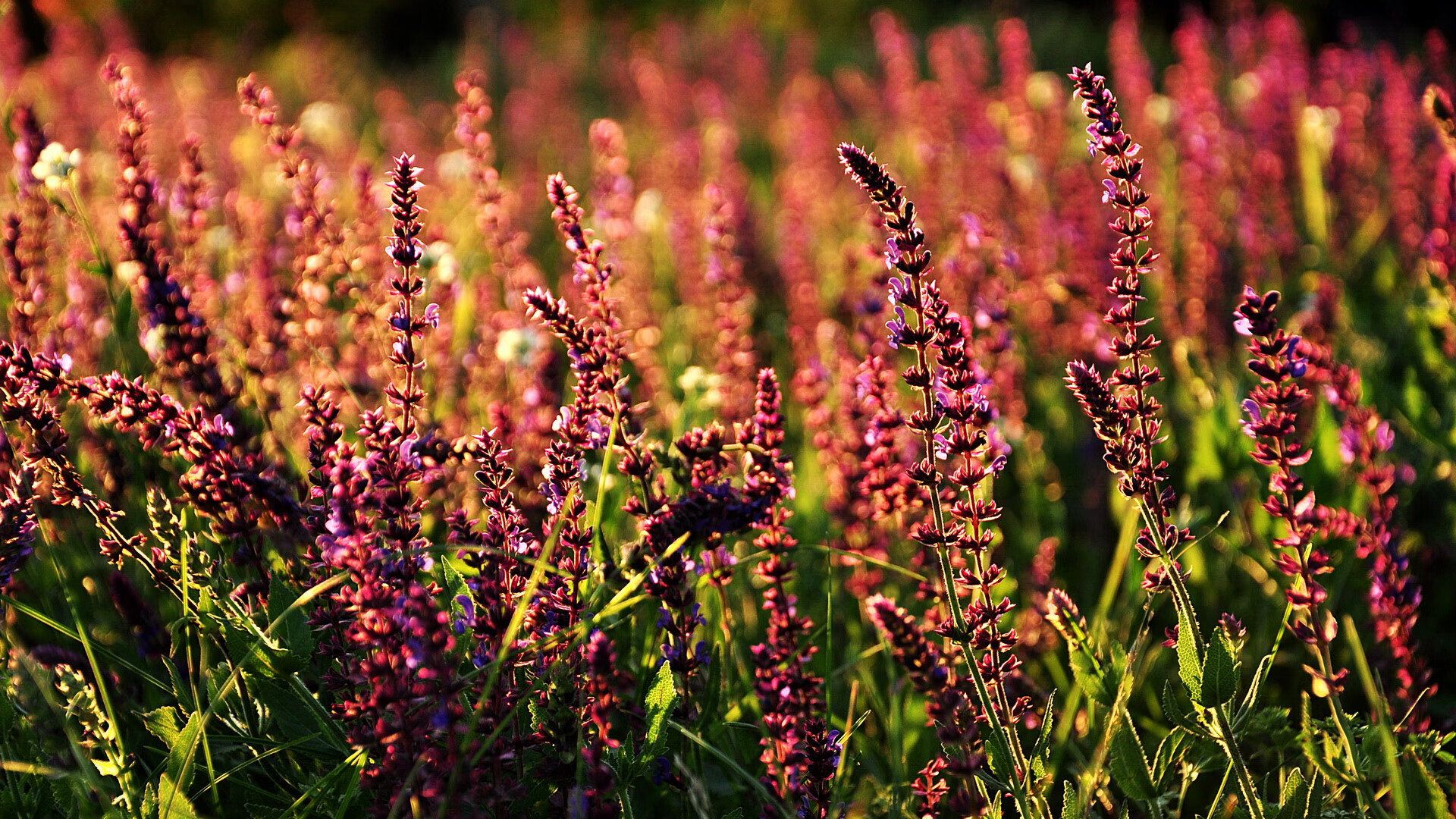德甲裁判引入语义模型辅助VAR系统一致性判罚，德甲裁判引入语义模型辅助var系统一致性判罚